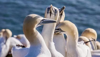 kaiyun官方网站-阿尔及利亚队力克南非队，首轮比赛获胜，阿尔及利亚乙组联赛ds