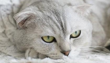 Kaiyun(中国)开云-拿玛尔欲离开米兰？传言引发球迷热议，玛拿是什么意思