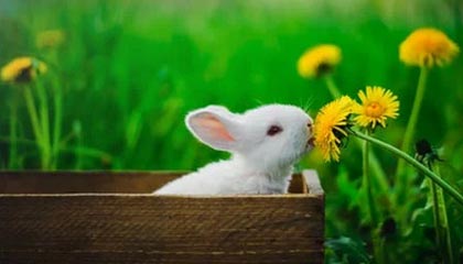 kaiyun体育综合-巴黎FC客场不敌里尔，遭遇失利，巴黎fcvs